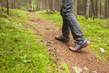 ormanda uzun bir yol yürüme