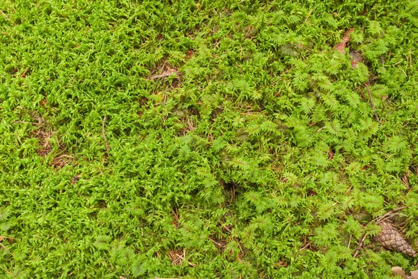 Detalhe Musgo Verde Floresta — Fotografia de Stock