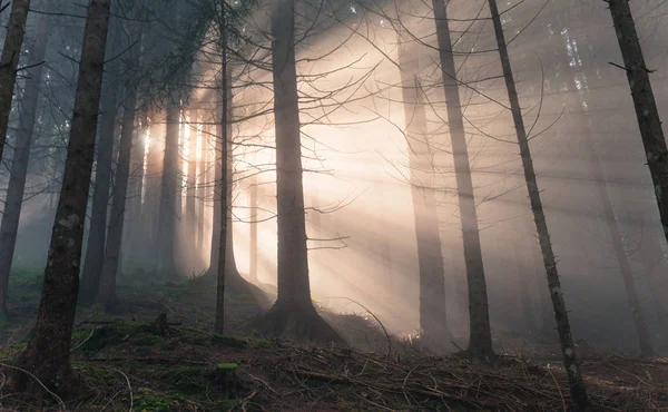 雾天里树林里的太阳 — 图库照片