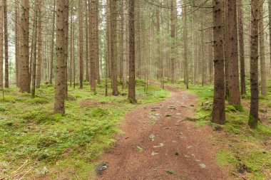 İtalyan Alpleri tipik bir orman içinde