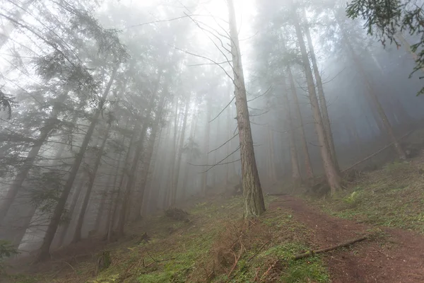 In un bosco in una giornata nebbiosa — Foto Stock