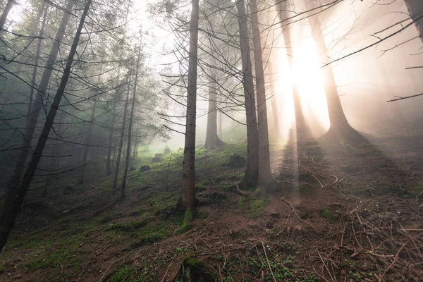 Solen inde i en skov i en tåget dag - Stock-foto