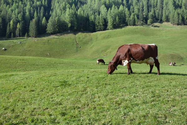 Některé krávy pasoucí se na louce v Ahrntal v Itálii — Stock fotografie