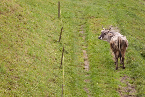 Μια αγελάδα σε ένα λιβάδι στην Ahrntal στην Ιταλία — Φωτογραφία Αρχείου