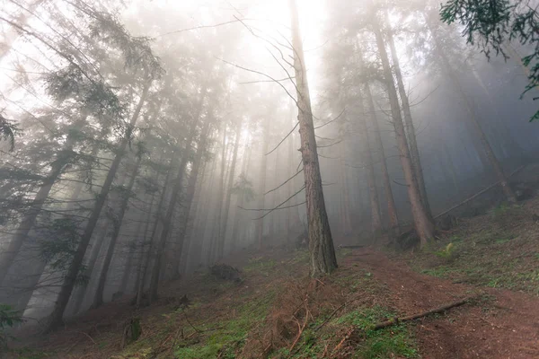 在雾天的树林里 — 图库照片