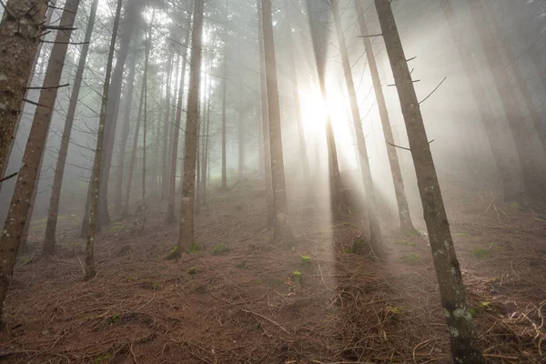 Solen inde i en skov i en tåget dag - Stock-foto