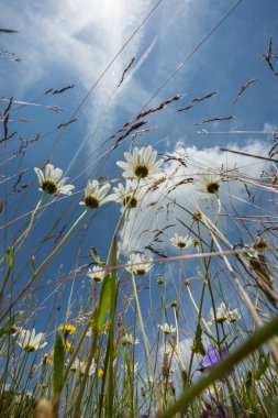 Dolomitlerdeki bir İtalyan dağından gelen bitki örtüsü.