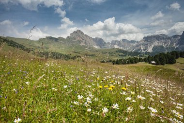 Dolomitlerdeki bir İtalyan dağından gelen bitki örtüsü.