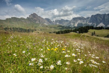 Dolomitlerdeki bir İtalyan dağından gelen bitki örtüsü.