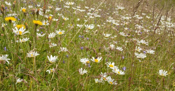 Fjällflora från en italiensk fäbod i Dolomiterna — Stockfoto