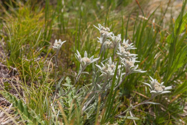 Leontopodium alpinum i en solig kväll i de italienska Dolomiterna — Stockfoto