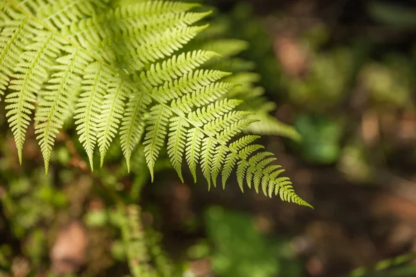 Helecho verde dentro de un bosque —  Fotos de Stock