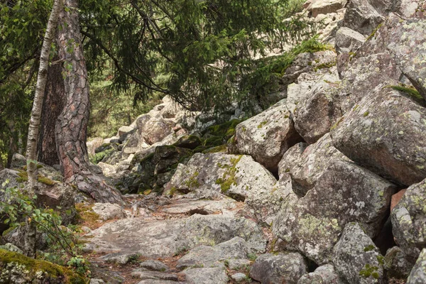 Dentro de uma floresta típica dos Alpes italianos longo um caminho de montanha — Fotografia de Stock