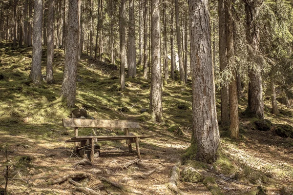 在意大利阿尔卑斯山的一个典型的森林里, 一条长长的山路 — 图库照片