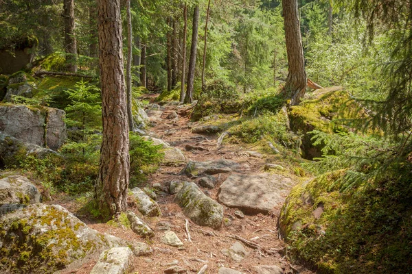 Dentro de un bosque típico de los Alpes italianos largo un camino de montaña —  Fotos de Stock