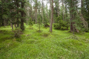 Bir İtalyan dağ ormanının üzerinde bulutlu bir gün