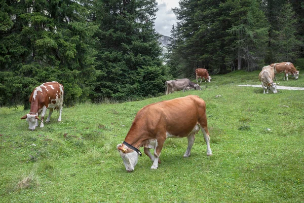 Μερικές αγελάδες σε ένα βοσκότοπο στη Val Gardena στην Ιταλία — Φωτογραφία Αρχείου