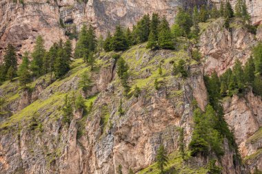 some larches on impervious mountain wall