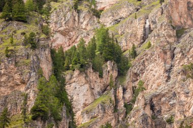 some larches on impervious mountain wall