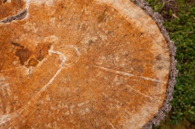 Bir İtalyan ormanının içindeki ormanların yok edilmesini kontrol altına aldı. Genç bir çam ağacının kesiti