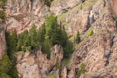 some larches on impervious mountain wall