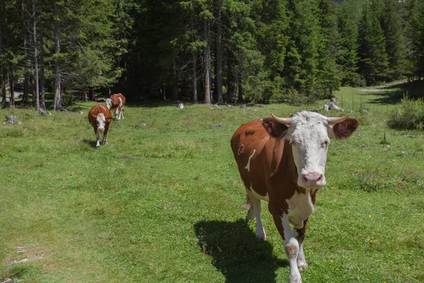 Some cows in a pasture in Val Gardena in Italy — Stok fotoğraf