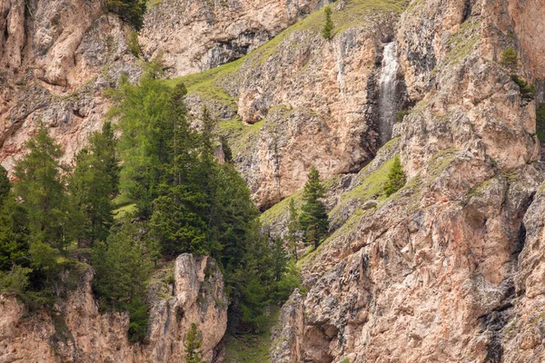 Einige Lärchen an undurchlässiger Bergwand — Stockfoto