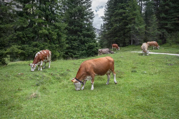 Některé krávy na pastvině ve Val Gardeně v Itálii — Stock fotografie
