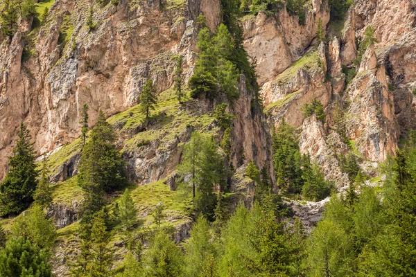 Quelques mélèzes sur un mur de montagne imperméable — Photo