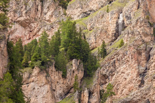 Quelques mélèzes sur un mur de montagne imperméable — Photo
