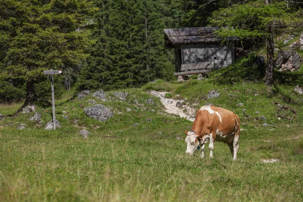 Μια αγελάδα σε ένα βοσκότοπο στη Val Gardena της Ιταλίας — Φωτογραφία Αρχείου