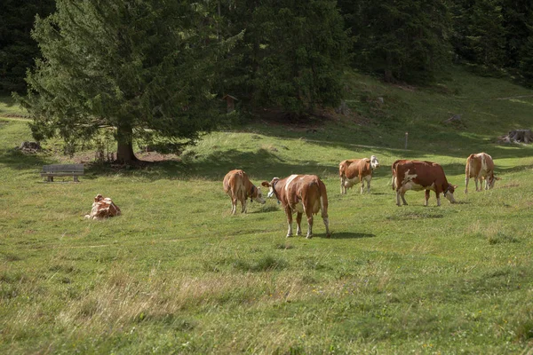 Μερικές αγελάδες σε ένα βοσκότοπο στη Val Gardena στην Ιταλία — Φωτογραφία Αρχείου