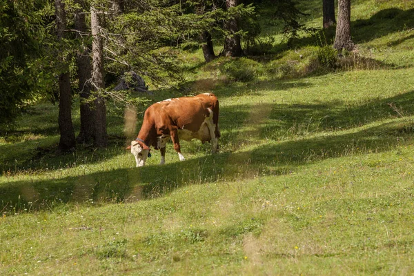 Μερικές αγελάδες σε ένα βοσκότοπο στη Val Gardena στην Ιταλία — Φωτογραφία Αρχείου