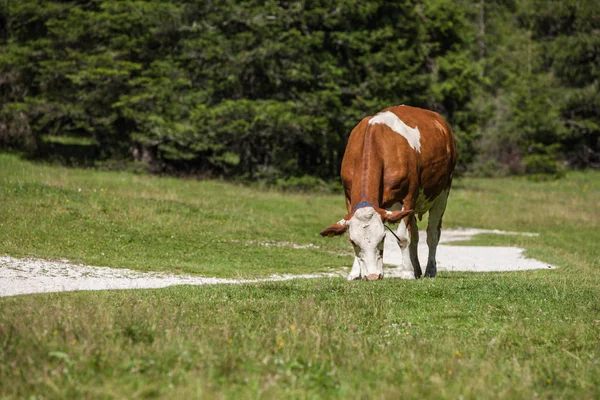 Some cows in a pasture in Val Gardena in Italy — 스톡 사진