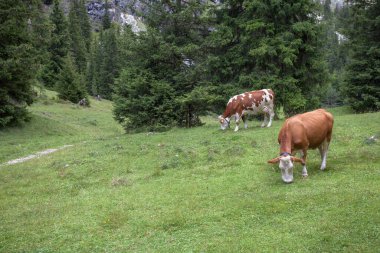 Some cows in a pasture in Val Gardena in Italy