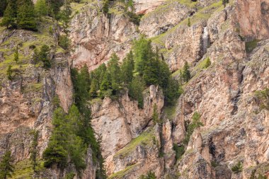 some larches on impervious mountain wall