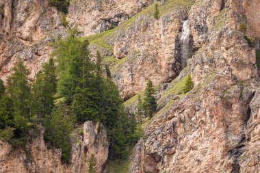 some larches on impervious mountain wall