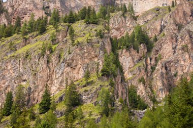 some larches on impervious mountain wall
