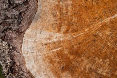 Bir İtalyan ormanı içinde kontrollü ormansızlaşma. Kesit