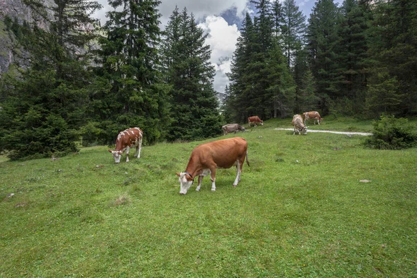 Some cows in a pasture in Val Gardena in Italy — 스톡 사진