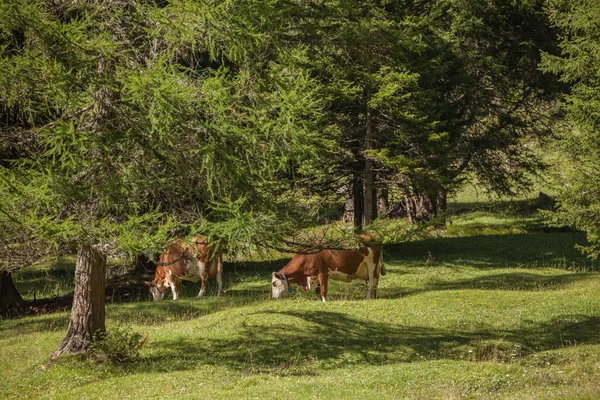 Μερικές αγελάδες σε ένα βοσκότοπο στη Val Gardena στην Ιταλία — Φωτογραφία Αρχείου