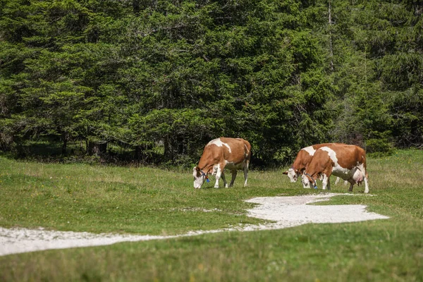 Some cows in a pasture in Val Gardena in Italy — Stock Photo, Image