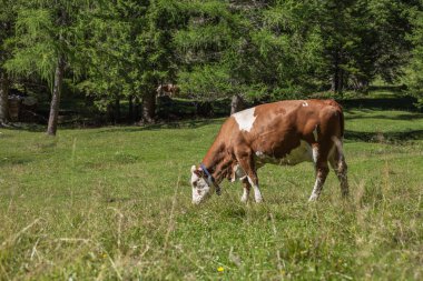 Some cows in a pasture in Val Gardena in Italy