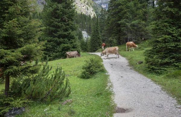 Μερικές αγελάδες σε ένα βοσκότοπο στη Val Gardena στην Ιταλία — Φωτογραφία Αρχείου