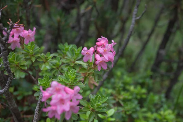 Rhododendron i naturlig alpin miljö — Stockfoto