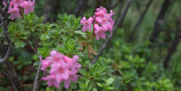 Rhododendron i naturlig alpin miljö — Stockfoto
