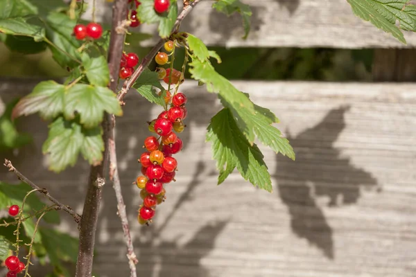 Dojrzałe czerwone owoce porzeczki na środowisko naturalne — Zdjęcie stockowe