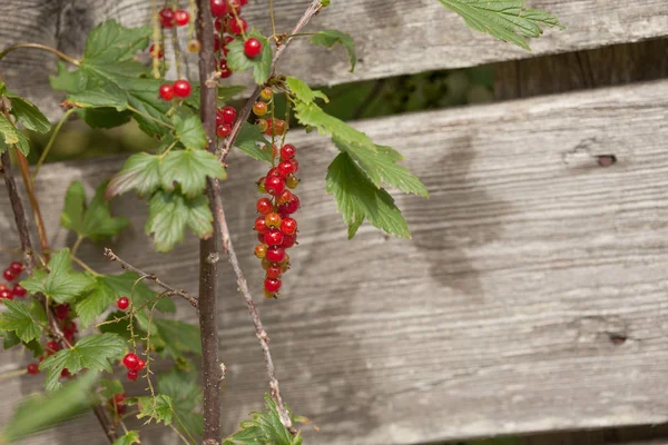 Dojrzałe czerwone owoce porzeczki na środowisko naturalne — Zdjęcie stockowe
