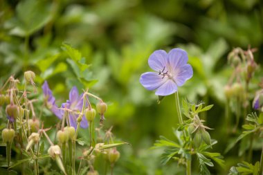 İtalyan Dolomitlerinin yeşil otlağından bir menekşe dağ çiçeği.