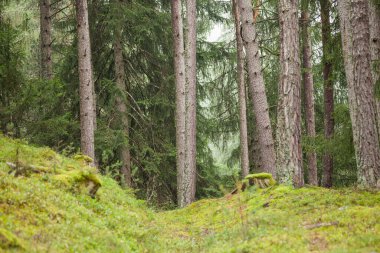 İtalyan Alpleri 'nin tipik bir çam ormanının içinde